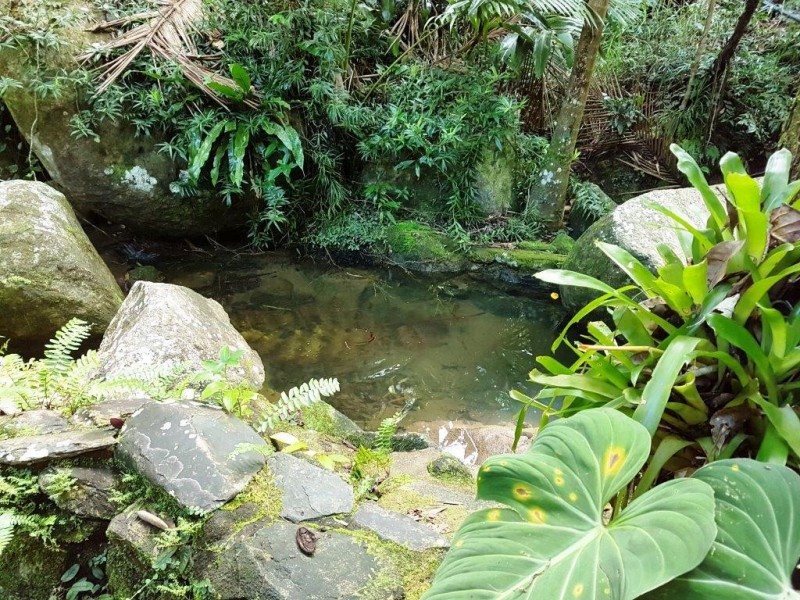 71 Candlenut Road, Daintree QLD 4873