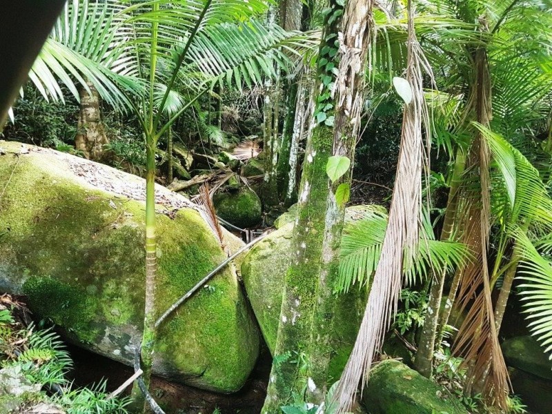 71 Candlenut Road, Daintree QLD 4873