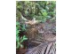 241 White Beech Road, Daintree QLD 4873
