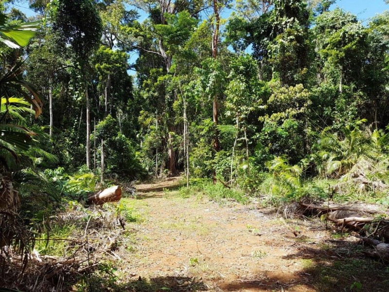 241 White Beech Road, Daintree QLD 4873