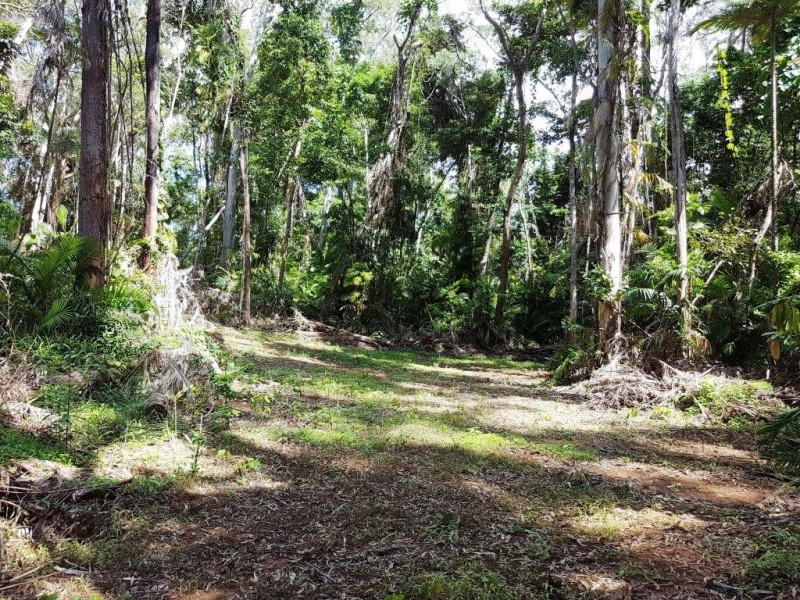 241 White Beech Road, Daintree QLD 4873