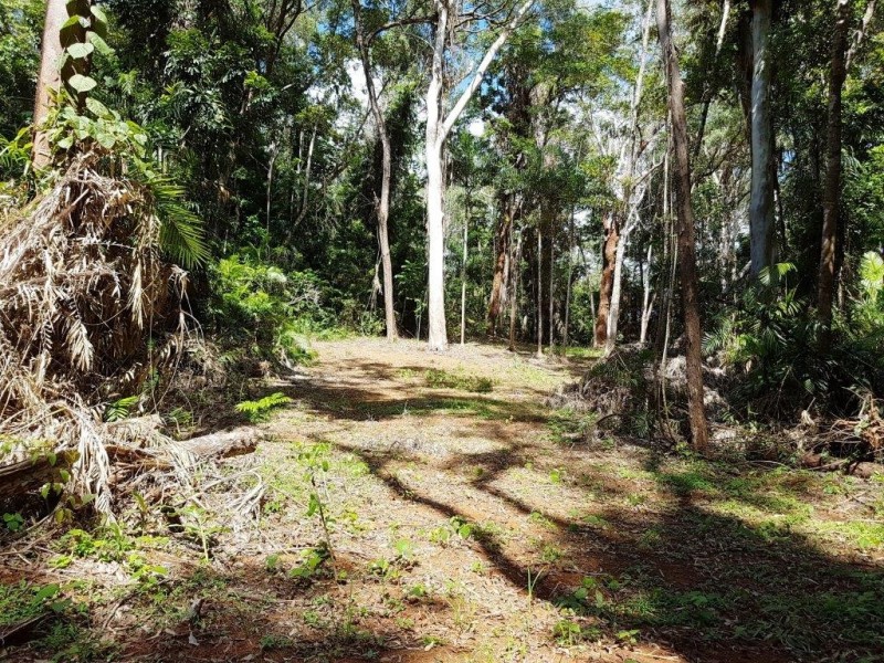 241 White Beech Road, Daintree QLD 4873