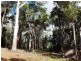 241 White Beech Road, Daintree QLD 4873