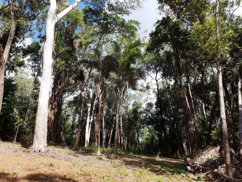 241 White Beech Road, Daintree QLD 4873