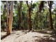 241 White Beech Road, Daintree QLD 4873