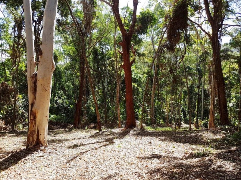 241 White Beech Road, Daintree QLD 4873
