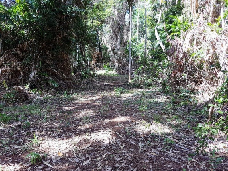 241 White Beech Road, Daintree QLD 4873