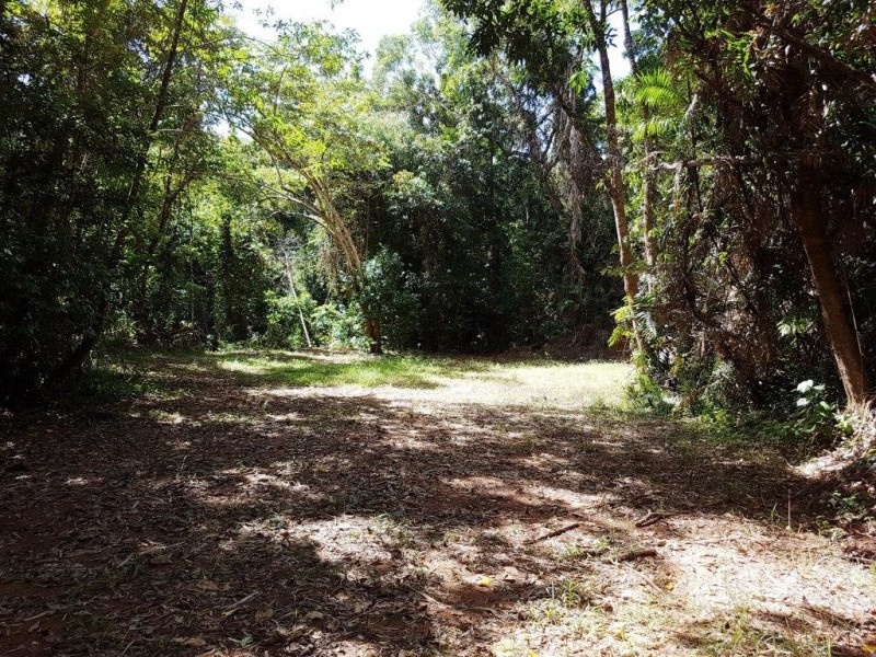 241 White Beech Road, Daintree QLD 4873