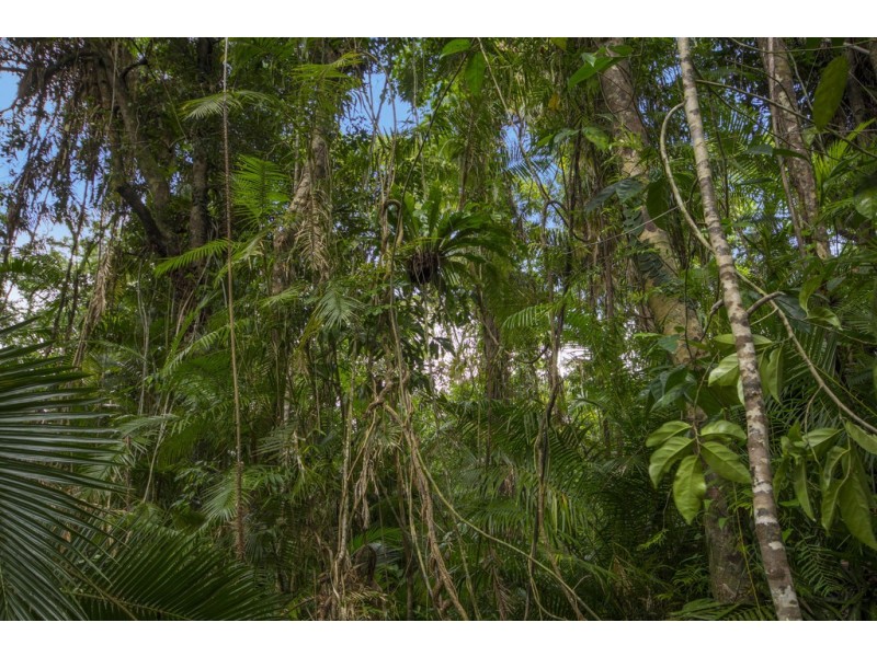 157 Cape Trib Road Diwan, Daintree QLD 4873