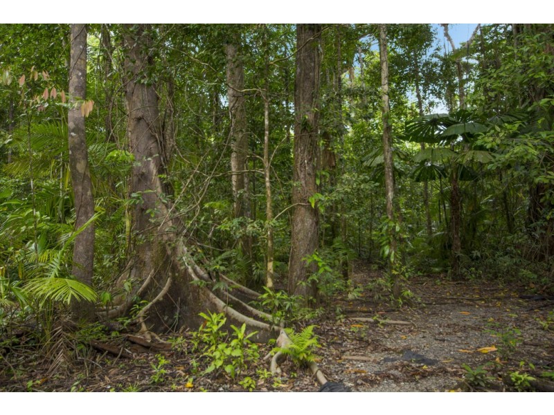 157 Cape Trib Road Diwan, Daintree QLD 4873