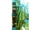 360 Pandanus Road Cow Bay, Daintree QLD 4873