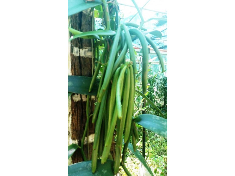 360 Pandanus Road Cow Bay, Daintree QLD 4873