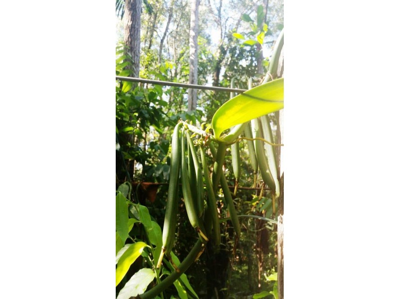360 Pandanus Road Cow Bay, Daintree QLD 4873