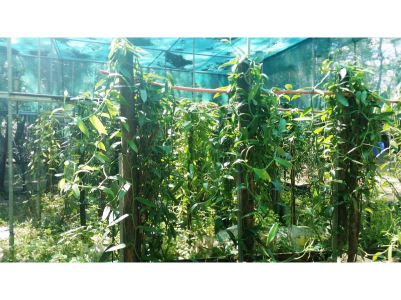 360 Pandanus Road Cow Bay, Daintree QLD 4873