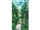 360 Pandanus Road Cow Bay, Daintree QLD 4873