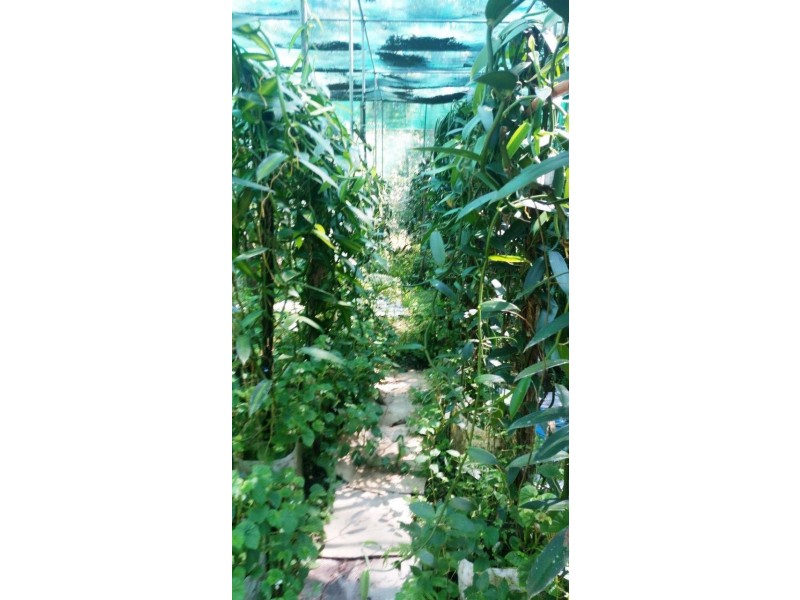 360 Pandanus Road Cow Bay, Daintree QLD 4873