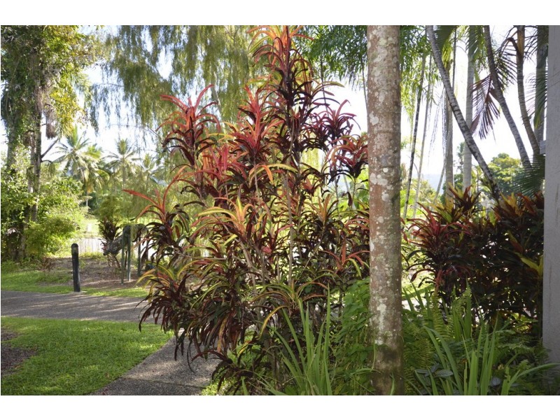 147/5-9 Escape St (Rydges Reef Resort), Port Douglas QLD 4877