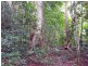 176 Carbeen Road, Daintree QLD 4873