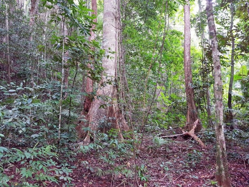 176 Carbeen Road, Daintree QLD 4873