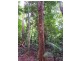 176 Carbeen Road, Daintree QLD 4873