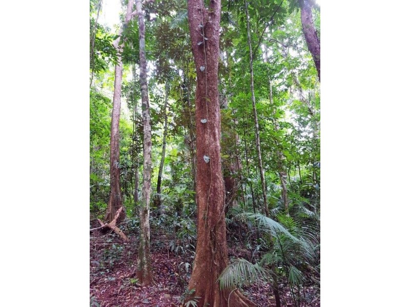 176 Carbeen Road, Daintree QLD 4873