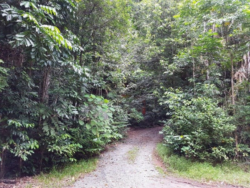 176 Carbeen Road, Daintree QLD 4873