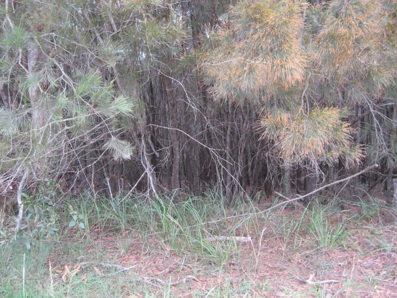 8 Leichhardt Terrace, Russell Island QLD 4184