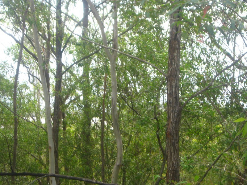 24 Eucalypt, Russell Island QLD 4184