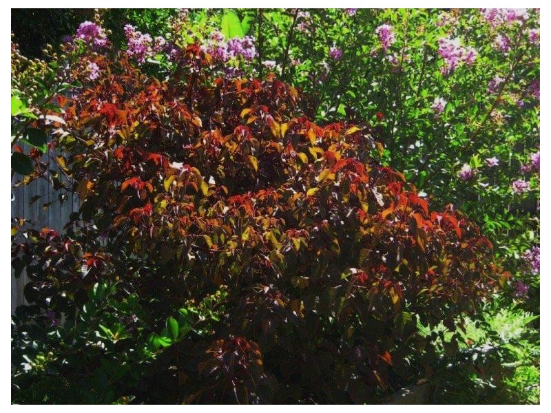 18 Gum Street, Warner QLD 4500