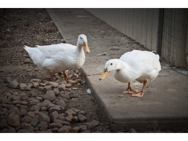 8 Everest Avenue, Morphettville SA 5043