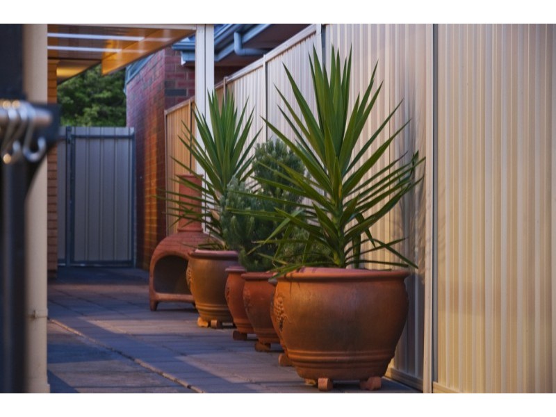 20 Cobham Avenue, Morphettville SA 5043