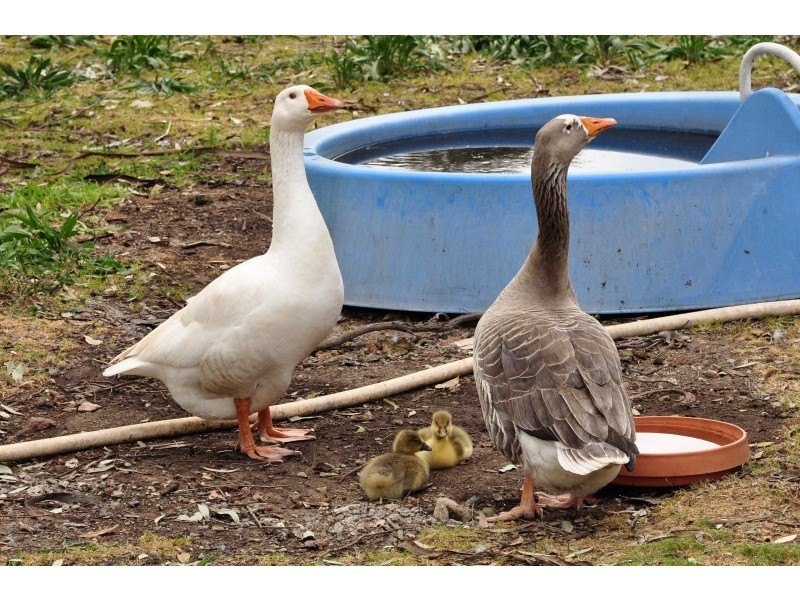 818 Piggott Range Rd, Onkaparinga Hills SA 5163