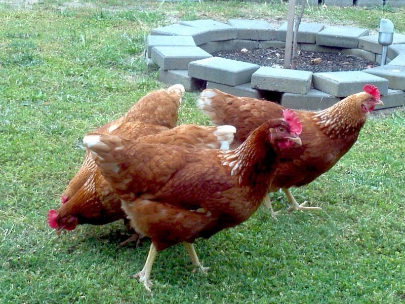 7 Schurgott Ct, Happy Valley SA 5159