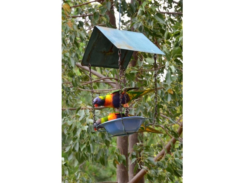 19 Kingfisher Cct, Flagstaff Hill SA 5159