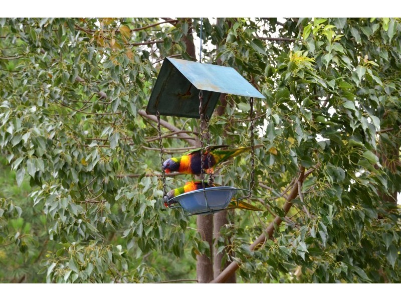 19 Kingfisher Cct, Flagstaff Hill SA 5159