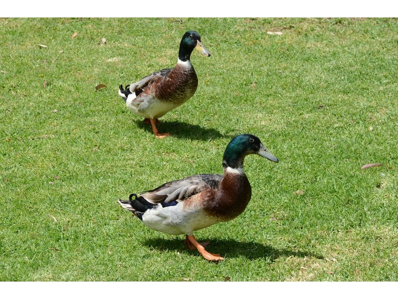 1 Bennett Close, Aberfoyle Park SA 5159