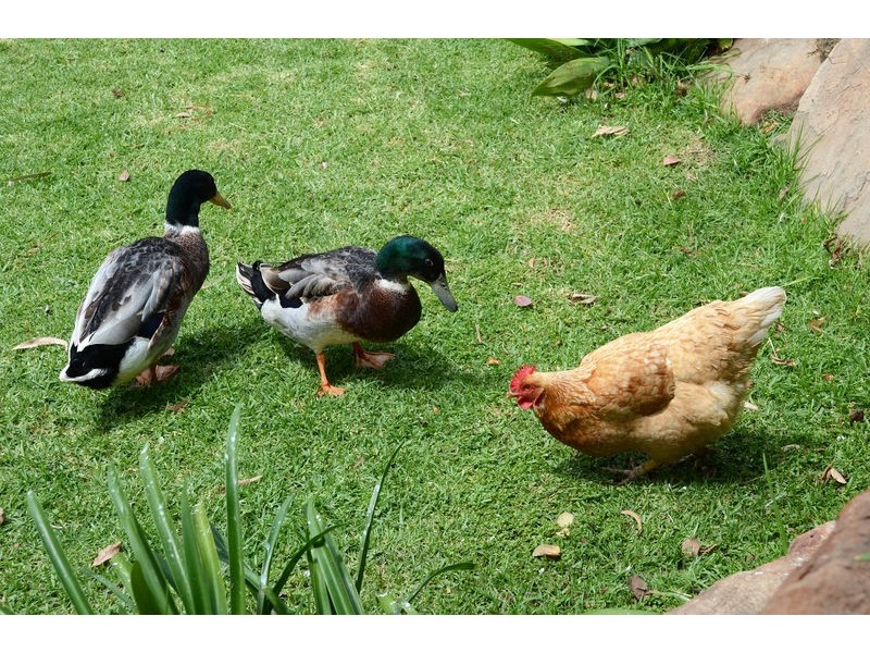 1 Bennett Close, Aberfoyle Park SA 5159