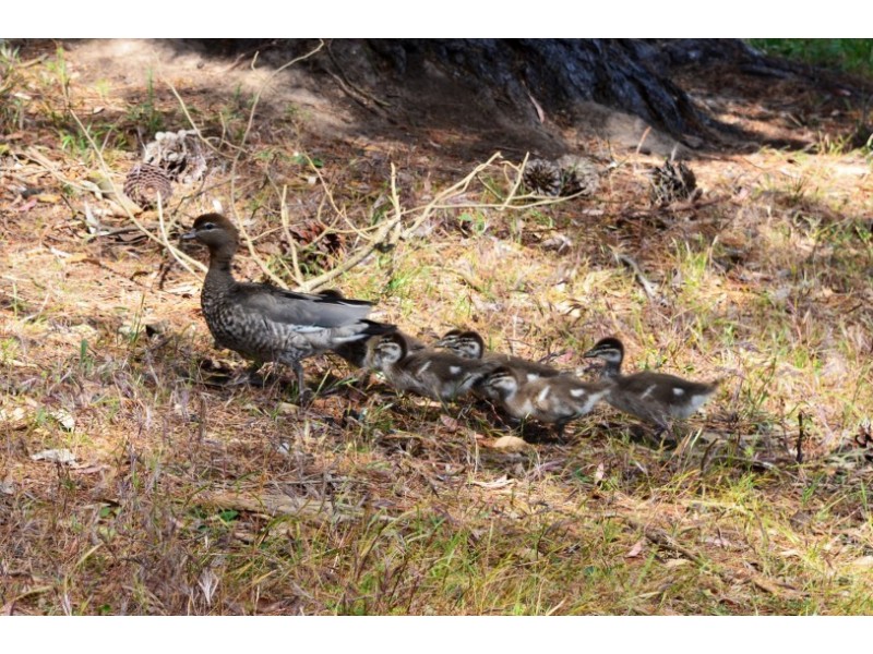 47 Mitchell Road, Chandlers Hill SA 5159