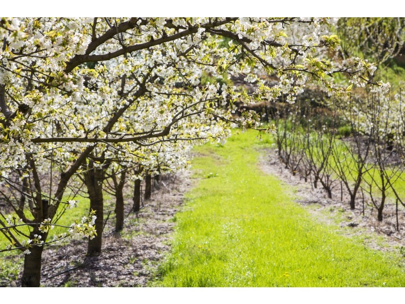 99b Old Norton Summit Road, Norton Summit SA 5136