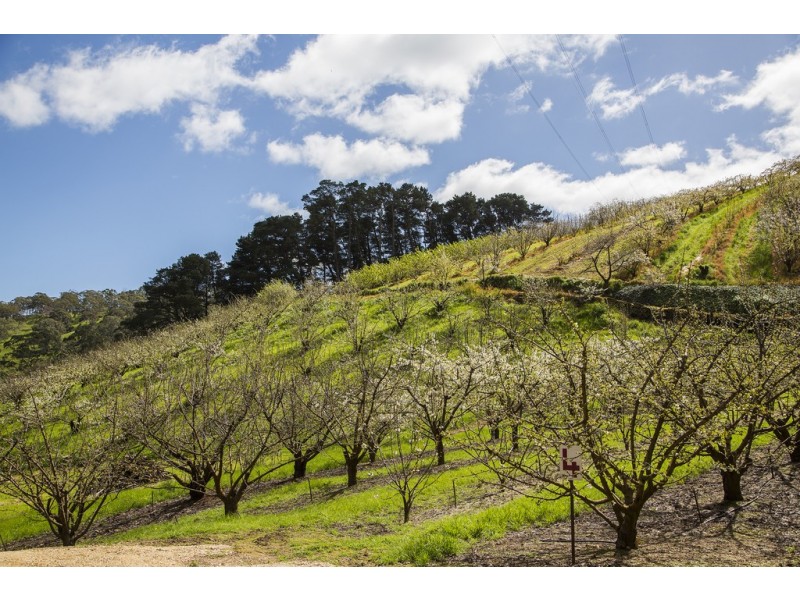 99b Old Norton Summit Road, Norton Summit SA 5136