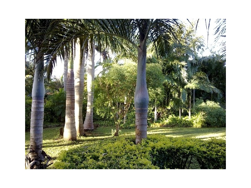 2359 Anderleigh Road, Neerdie QLD 4570