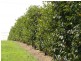 Amamoor QLD 4570