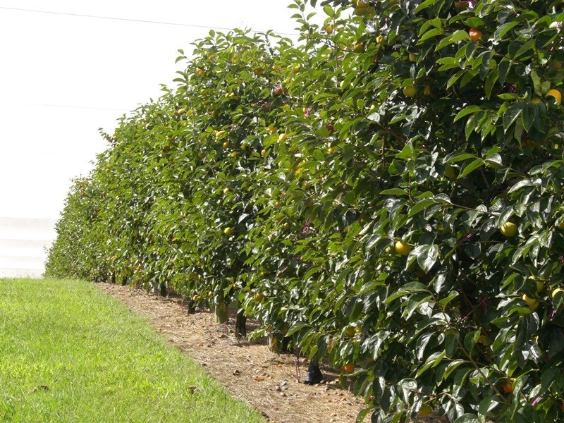 Amamoor QLD 4570
