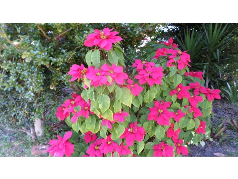 102 Western Rd, Macleay Island QLD 4184