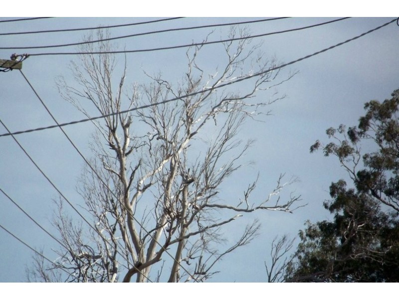 15 SHELLY CRES, Lamb Island QLD 4184