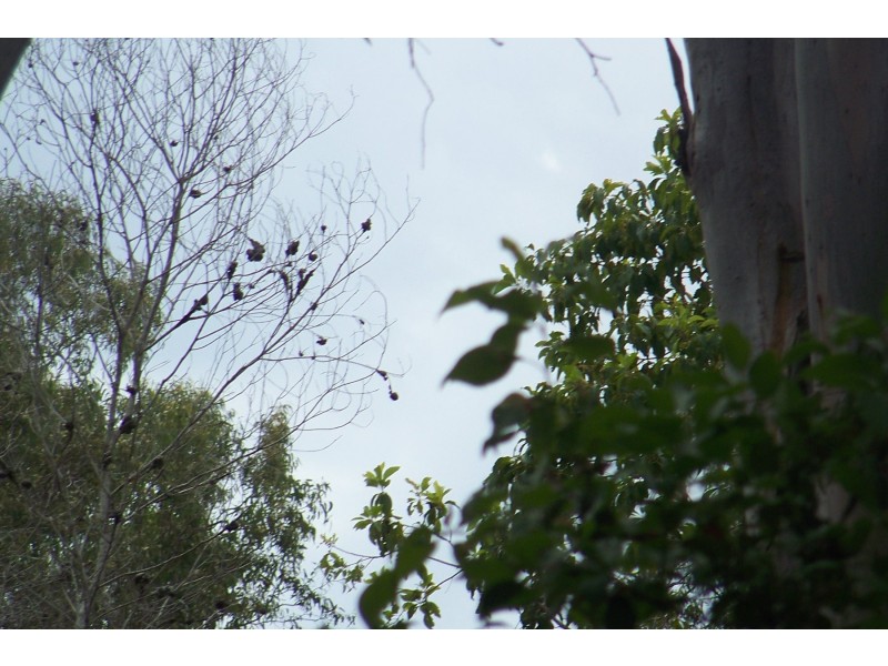 153 LUCAS DR, Lamb Island QLD 4184