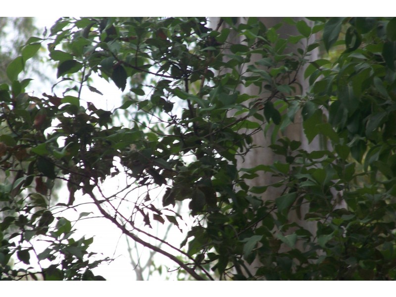 153 LUCAS DR, Lamb Island QLD 4184