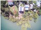 14 Emily Cresent, Macleay Island QLD 4184