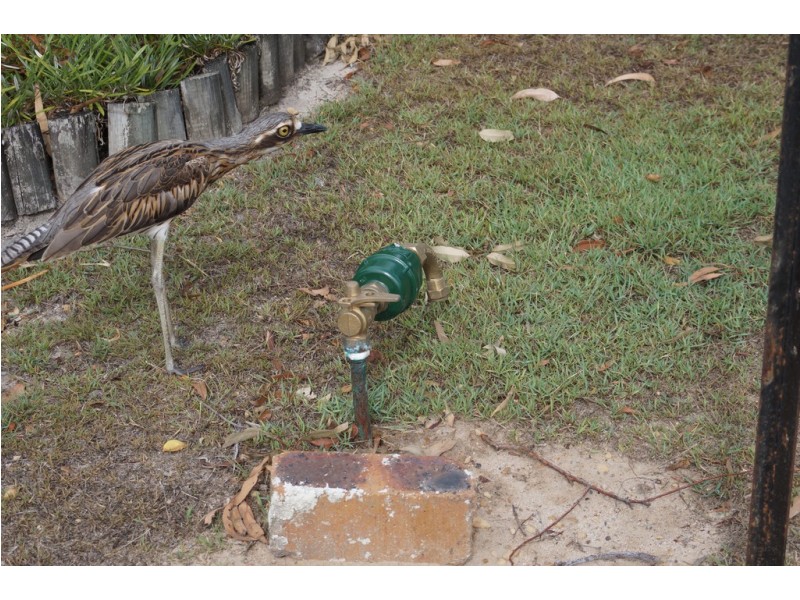 31 Benowa street, Macleay Island QLD 4184