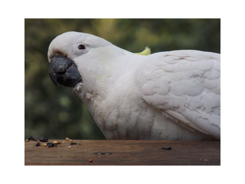 172  TREASURE ISLAND – PET FRIENDLY, Karragarra Island QLD 4184